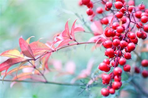 南天 風水|【南天の花言葉】意味や由来は？どこに飾ると。